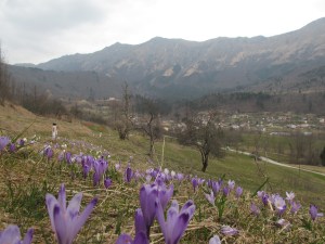 Pomlad se počasi prebuja! 15.03.2015 Slika Breginj v ozadju pogorje Stola (2)
